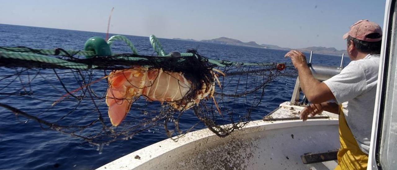 Un pescador va izando una red en la que se observa como ha caido una langosta.