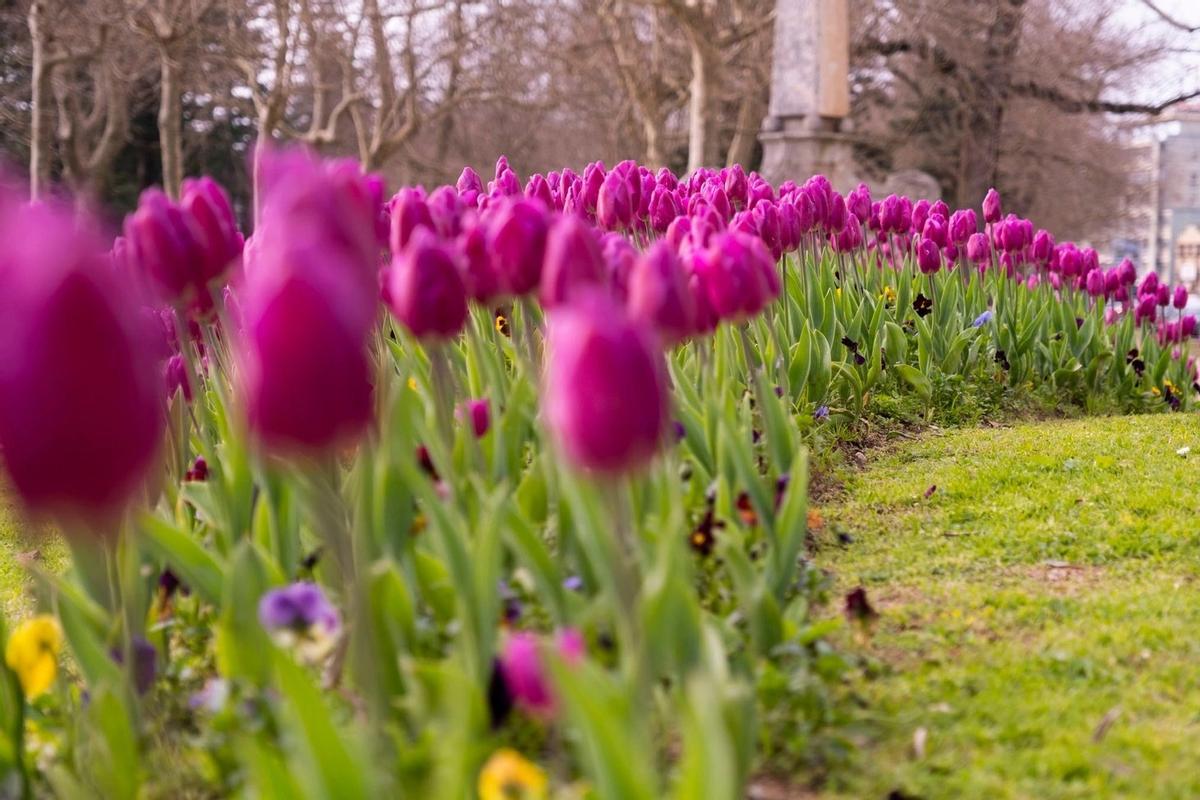 Vista de tulipanes en Oporto.
