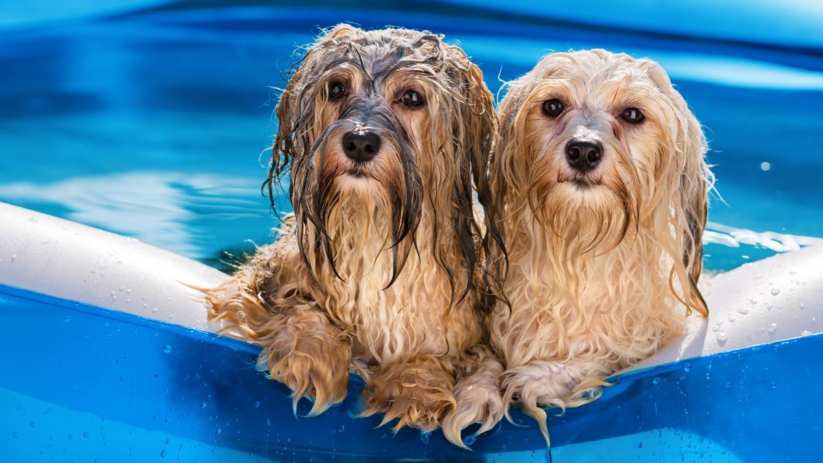 Las mejores piscinas para perros de toda España