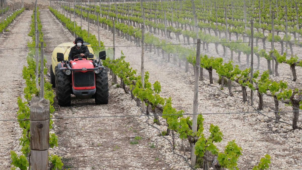 Un agricultor trabajando en una de las fincas de la provincia de Alicante