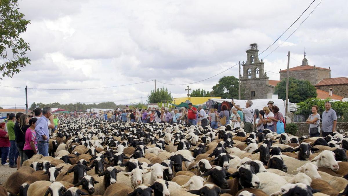 Llegada de las ovejas trashumantes procedentes de la Alta Sanabria. | Ch. S.