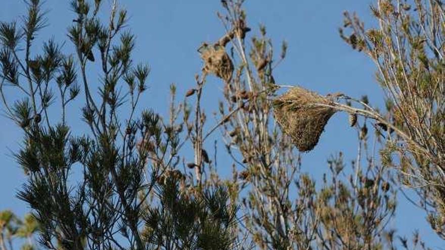 Las procesionarias se encuentran en los abundantes pinos de la zona del Cerrado.