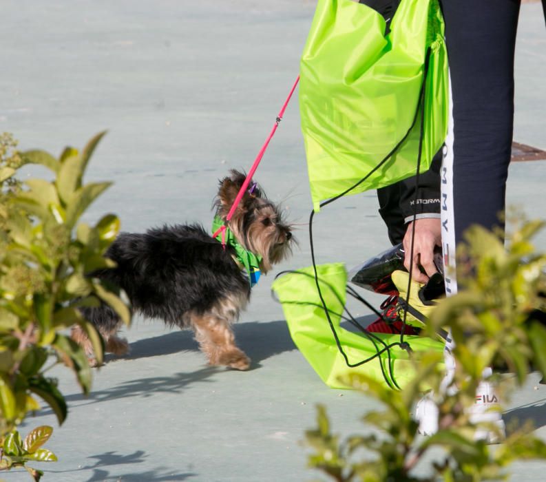 Can We Run: Gran carrera de perros para la concienciación animal