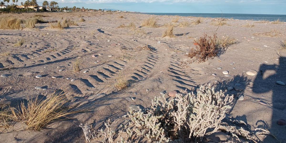 Las huellas dejadas por la retroexcavadora que realiza los trabajos encargados por Costas son visibles en la microrreserva de la playa de Almenara.