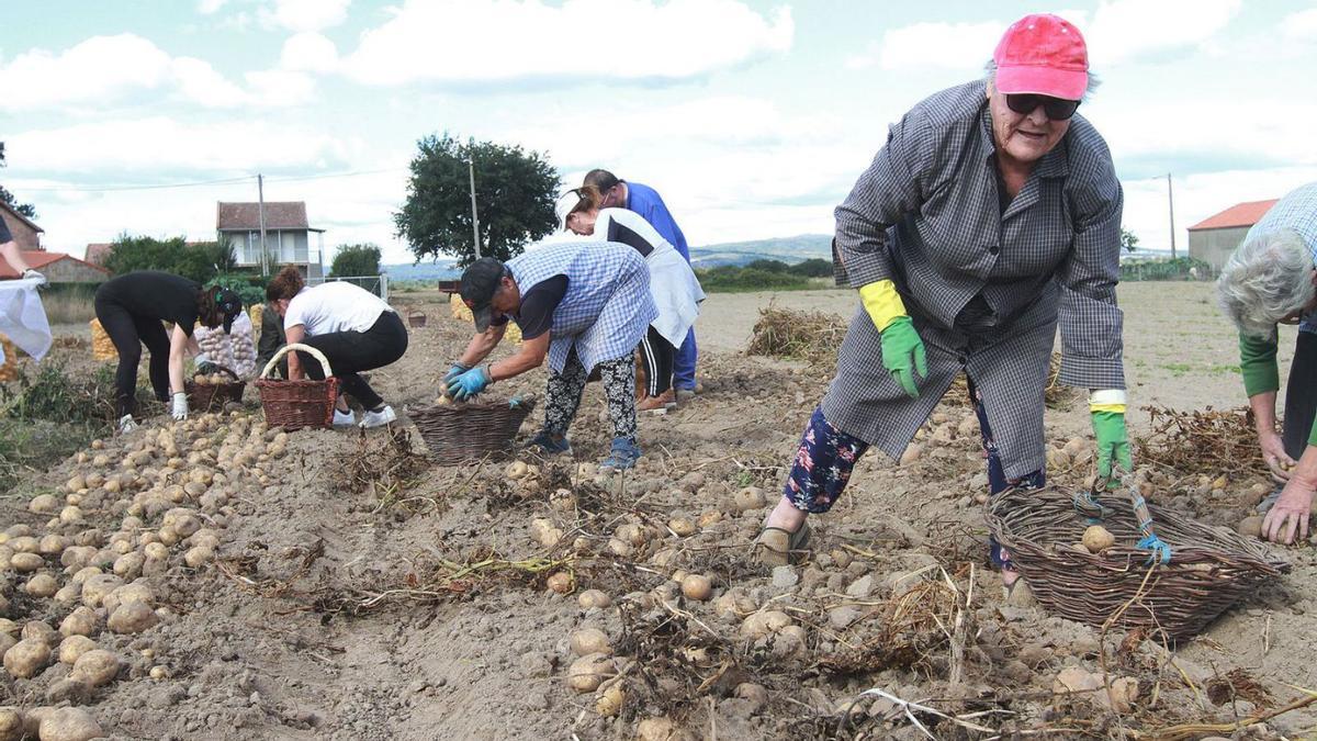 Una familia ourensana recoge patatas en sus extensiones en la comarca de A Limia .   | // IÑAKI OSORIO