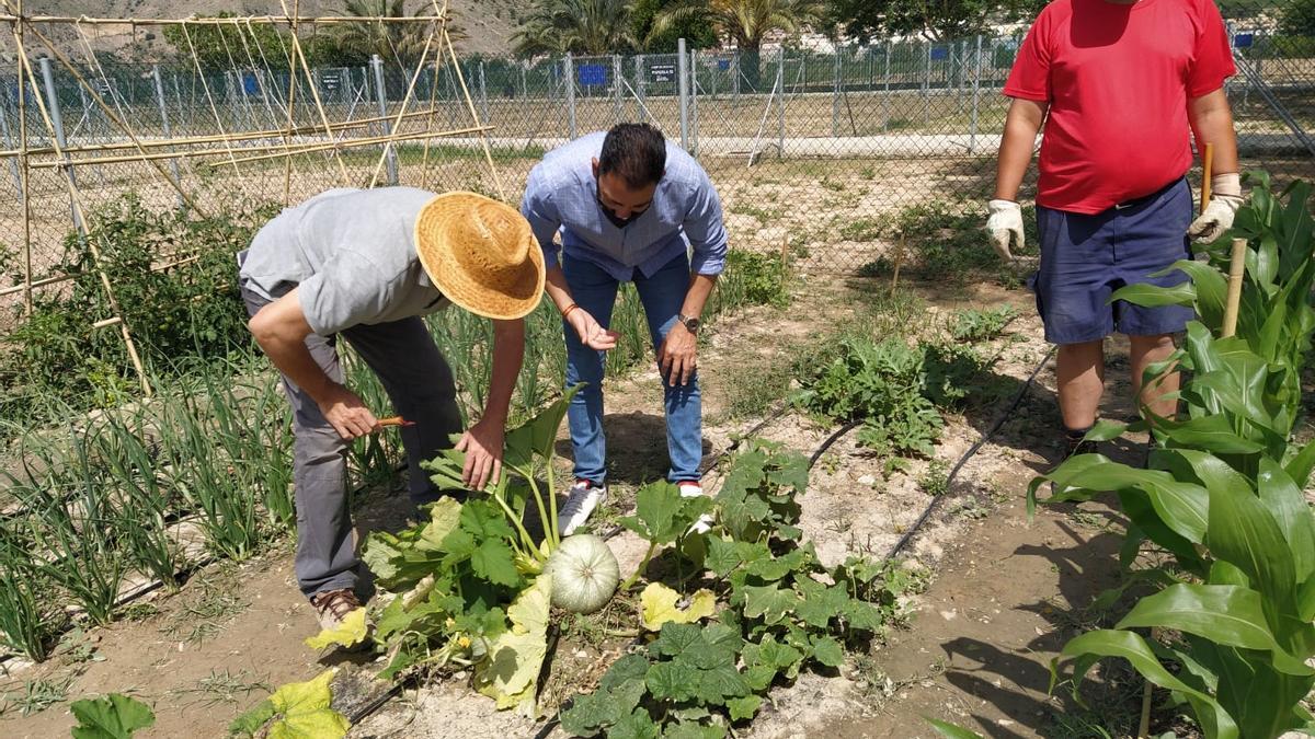 Los huertos municipales ecológicos se dedicarán exclusivamente a disfrute familiar.