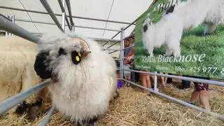 Las ovejas suizas Valais Blacknose causan sensación en Llanera: así es la una de las razas más hermosas y dóciles