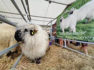 Las ovejas suizas Valais Blacknose causan sensación en Llanera: así es la una de las razas más hermosas y dóciles