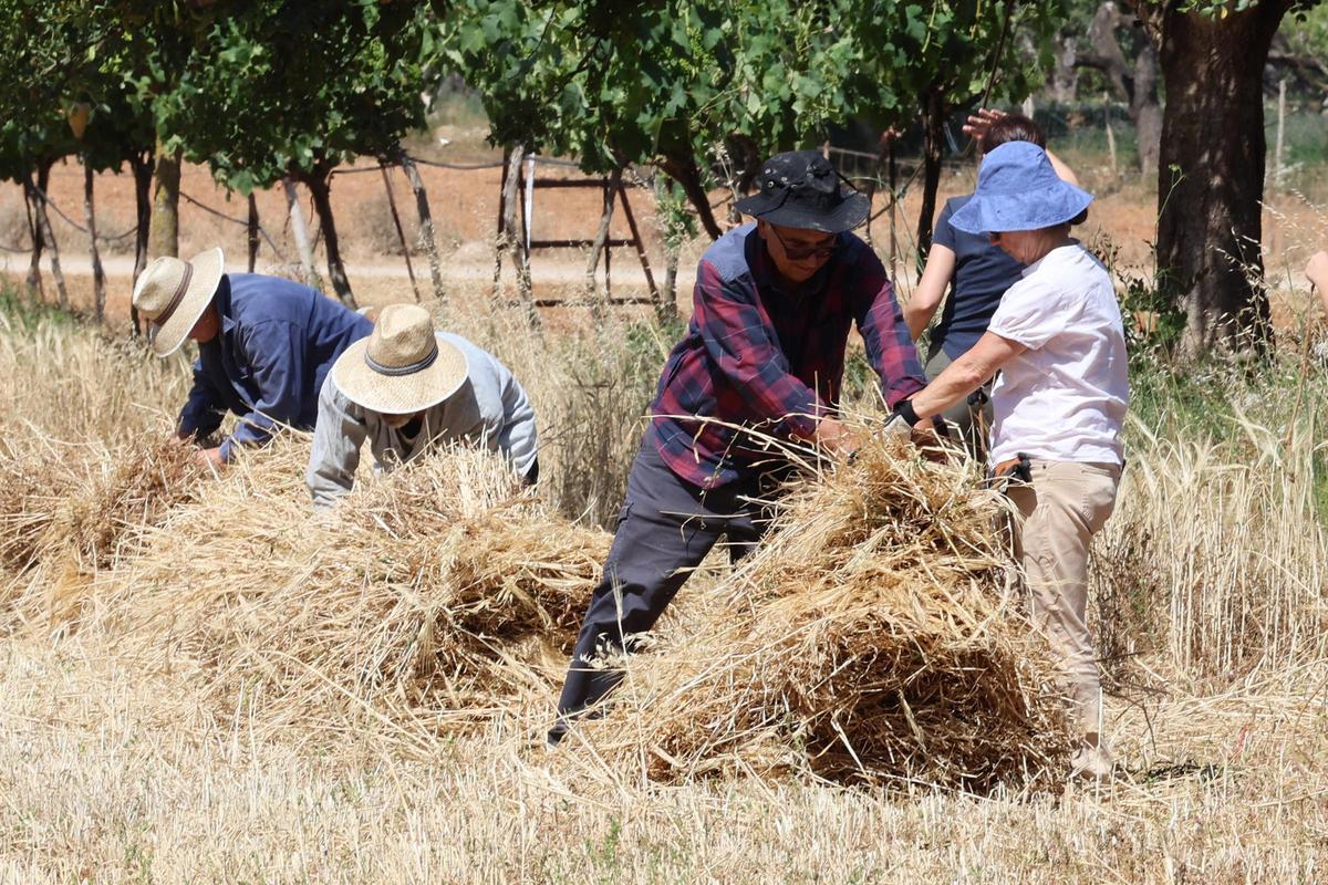 Galería: imágenes de las jornadas ‘De l’era al paller’ en Sant Carles Galería: imágenes de las jornadas ‘De l’era al paller’ en Sant Carles