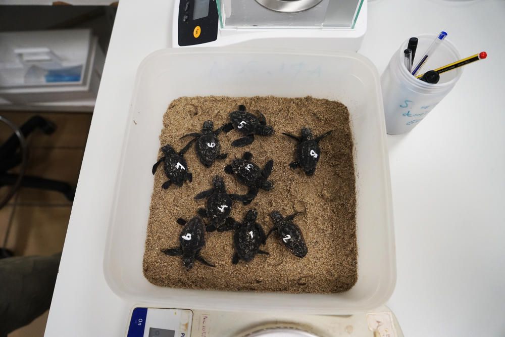 Nacen nueve tortugas bobas en el Oceanogràfic