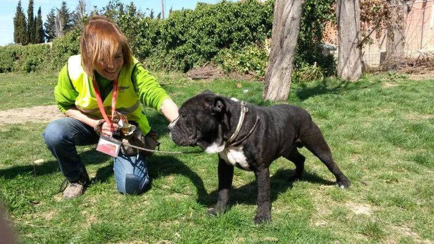 Voluntarias del centro animal alertan de las carencias en el cuidado de los perros