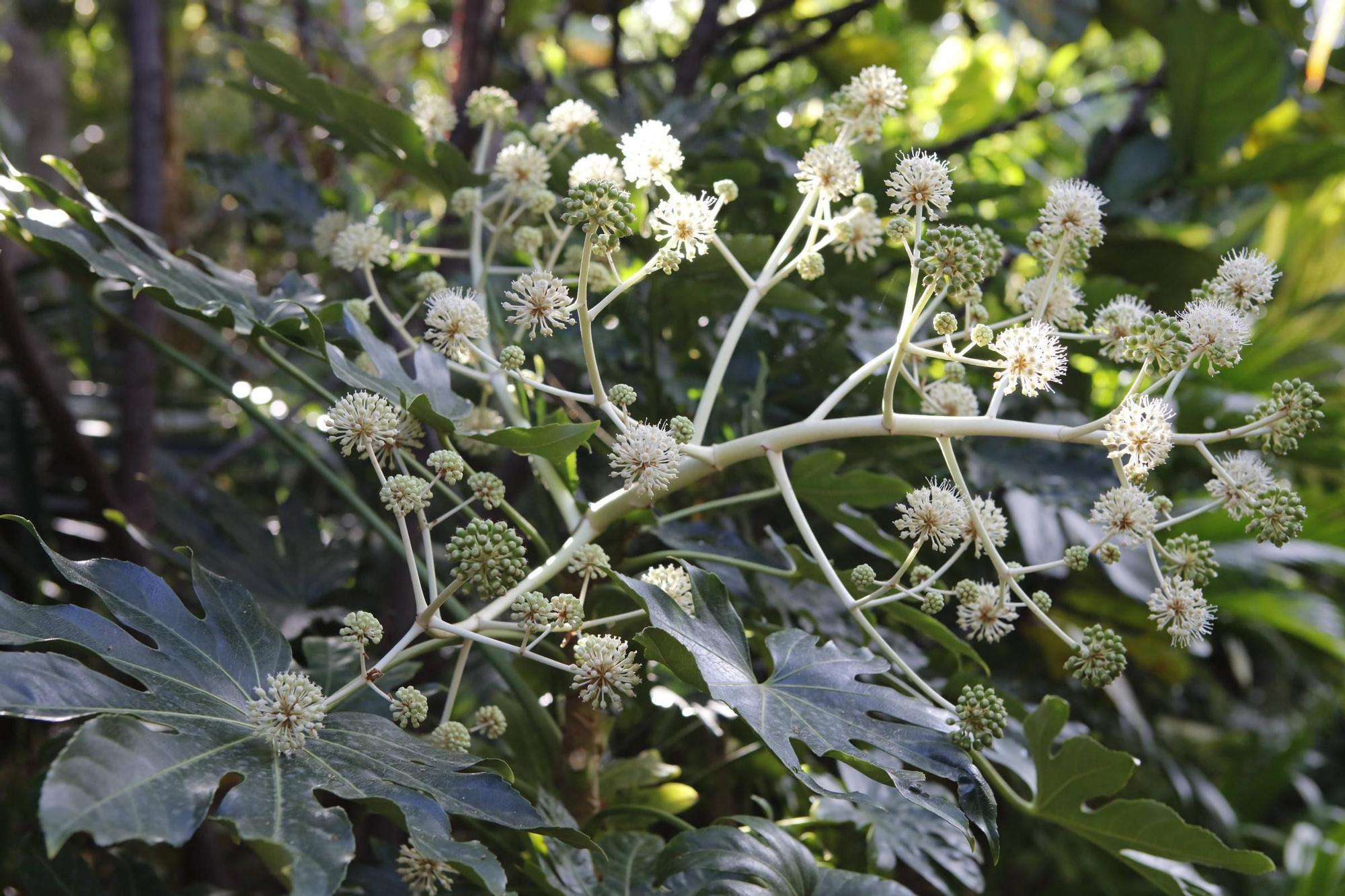 Ein Garten auf Mallorca ganz in Öko