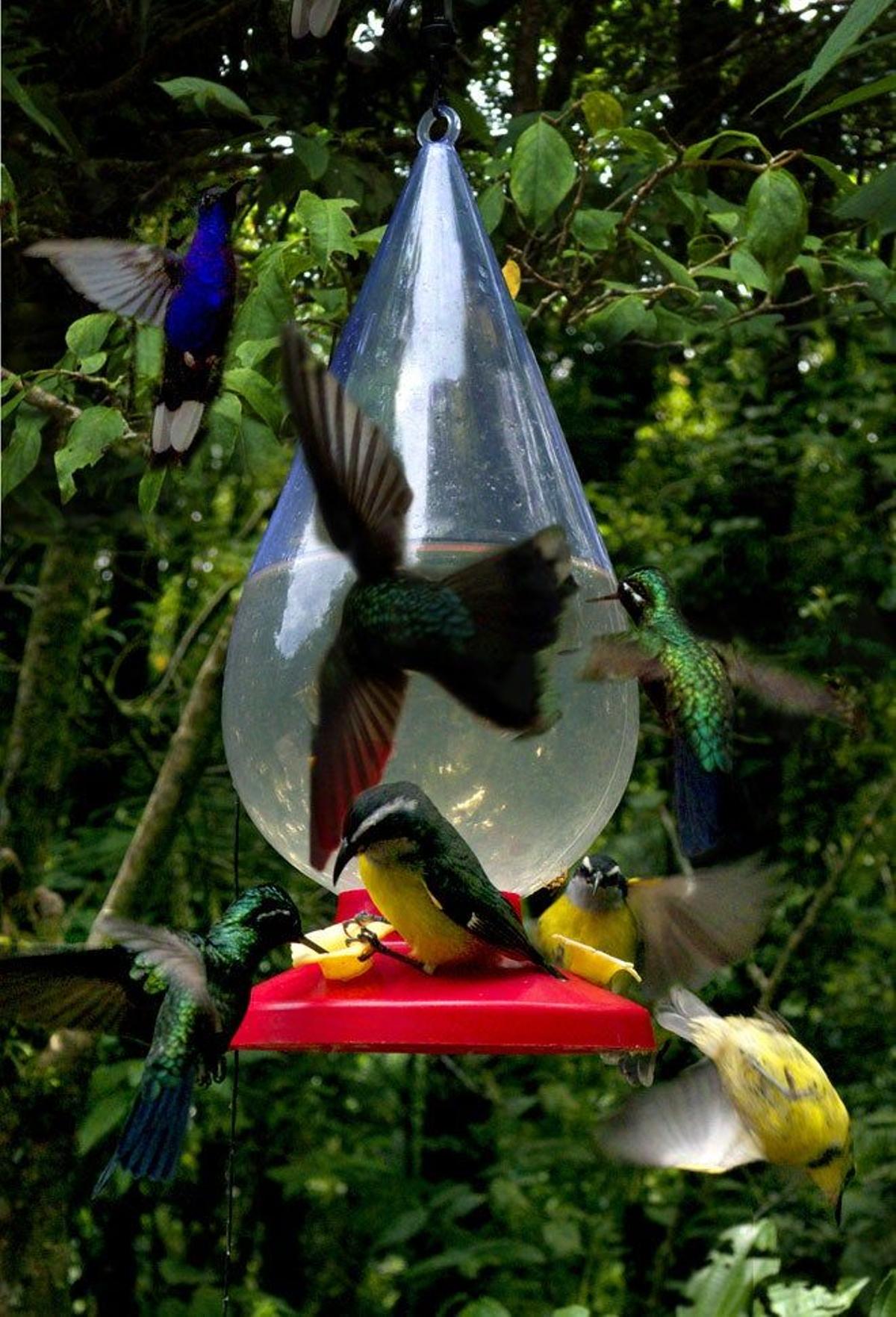 Colibríes en Monteverde