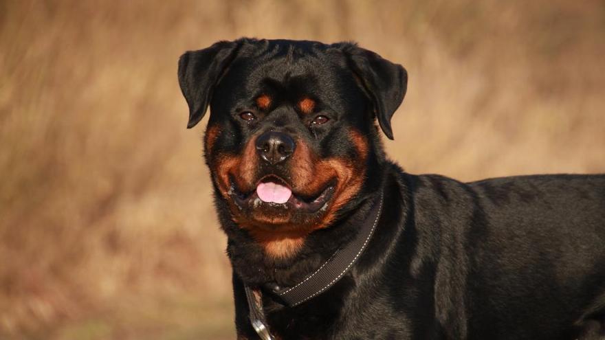 Un perro rottweiler ataca y hiere a una mujer en una zona de huerta de Lorquí