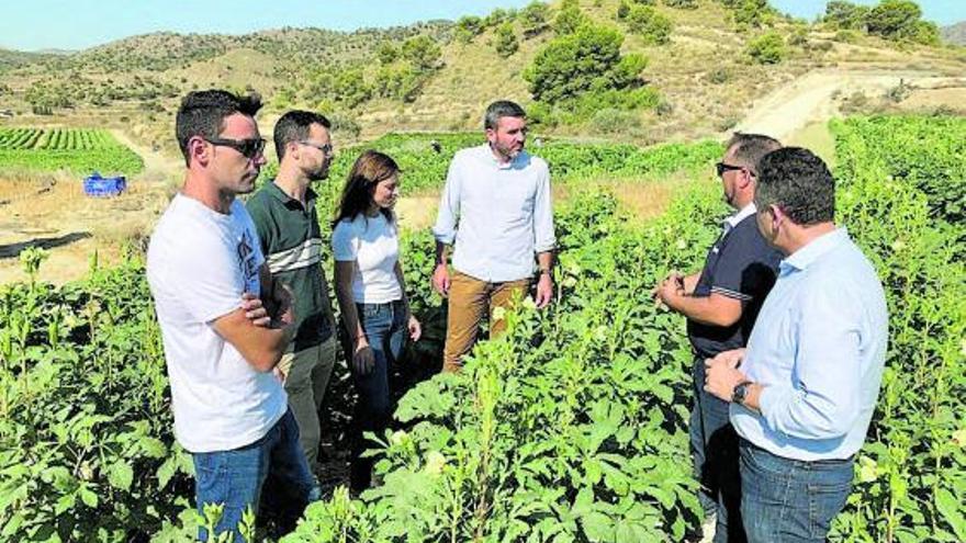La Región de Murcia, pionera en producción  y exportación de okra