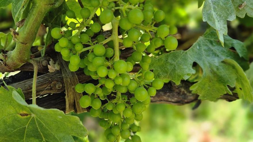 5 vinos canarios para dar la bienvenida al verano