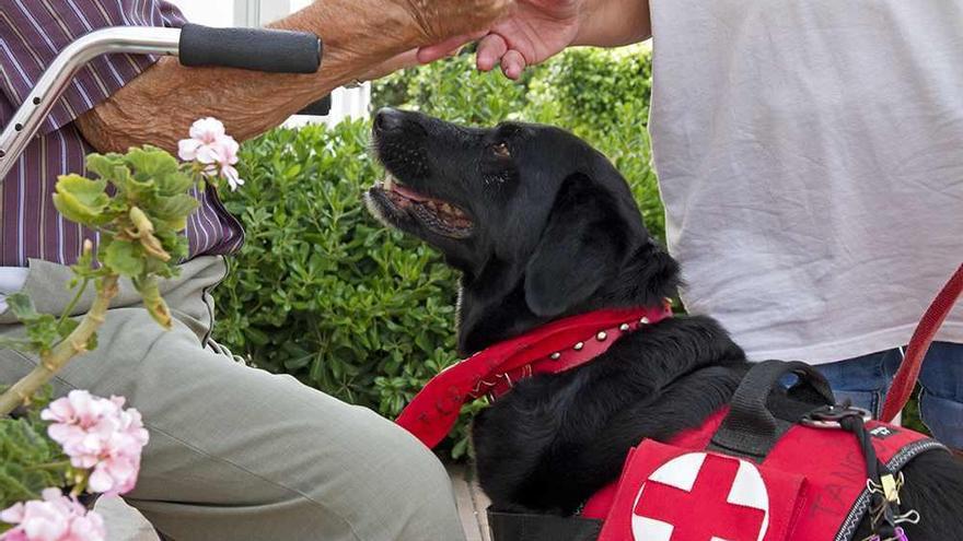 Cruz Roja impulsa en Morvedre un nuevo proyecto de Terapia Asistida por Perros