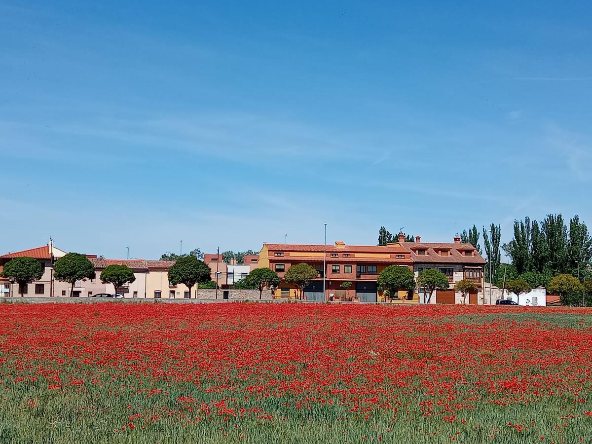 El nuevo campo de amapolas de Zamora que vuelve a pintar la ciudad de rojo