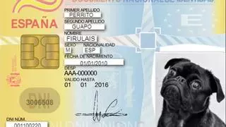 DNI obligatorio para perros y gatos: Todo lo que debes saber y multas por infracción