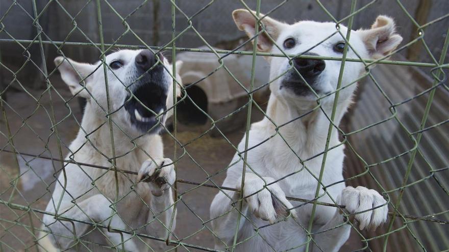 Las protectoras denuncian un aumento de abandonos de perros peligrosos