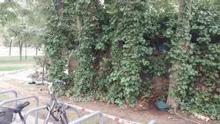 Zaragoza redobla los esfuerzos contra las ratas: estas son las zonas con más intervenciones