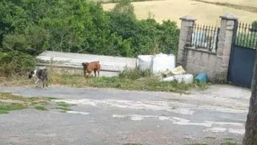 Foto de canes presuntamente implicados en el ataque sueltos por Trabadela en la tarde del jueves, cedida por la familia de la víctima.