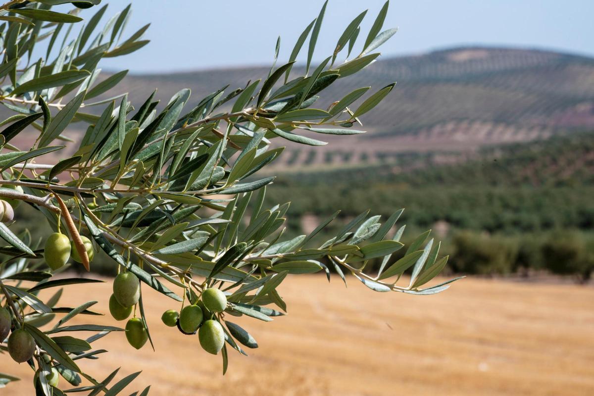 Aceitunas en un olivo.