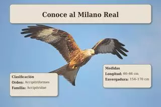 El milano real repunta, con Extremadura como uno de sus principales bastiones
