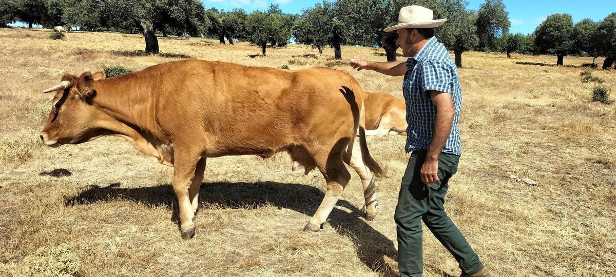 Felipe Berrocal con una vaca que empieza a salir de la enfermedad.
