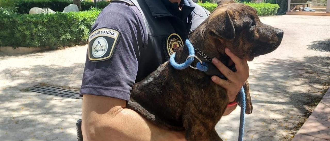 Imagen del perro rescatado en brazos de un agente