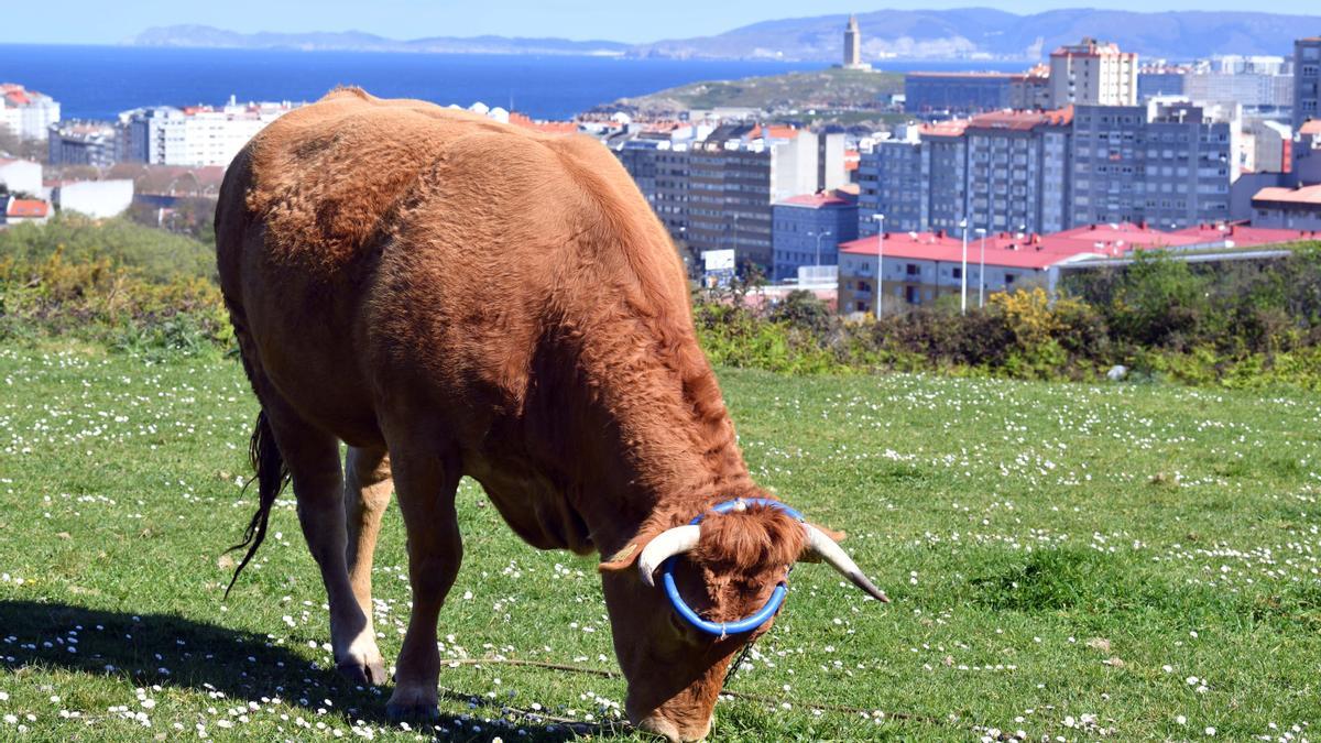 Los últimos reductos del rural, en Visma