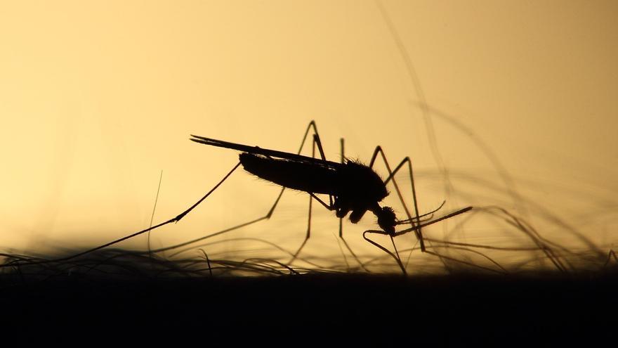 ¿Son eficaces las pulseras antimosquitos? La OCU tiene la respuesta