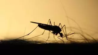 ¿Son eficaces las pulseras antimosquitos? La OCU tiene la respuesta