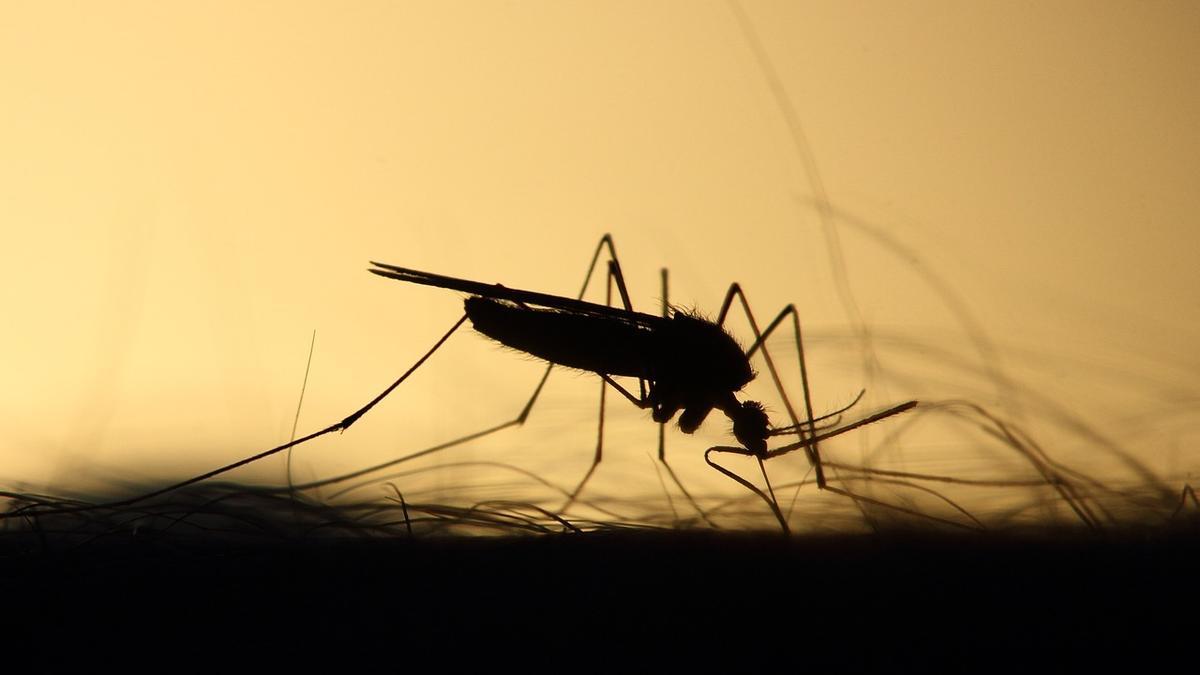 ¿Son eficaces las pulseras antimosquitos?
