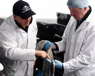 La «plaga» de pulpo persiste en el sur de Inglaterra: más de 400 toneladas en solo dos meses, un 450% más en un año