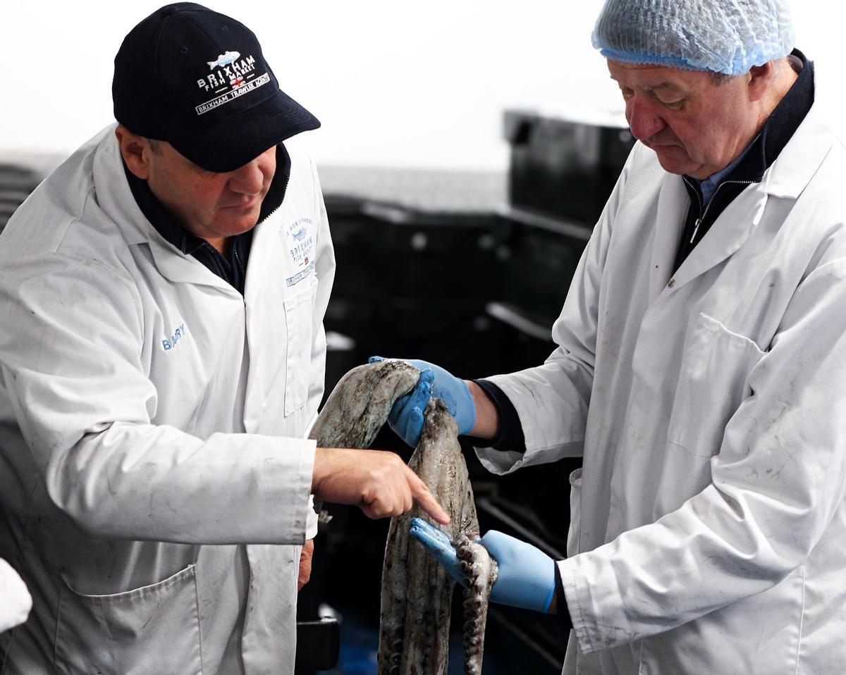 Uno de los pulpos capturados, en la lonja de Brixham