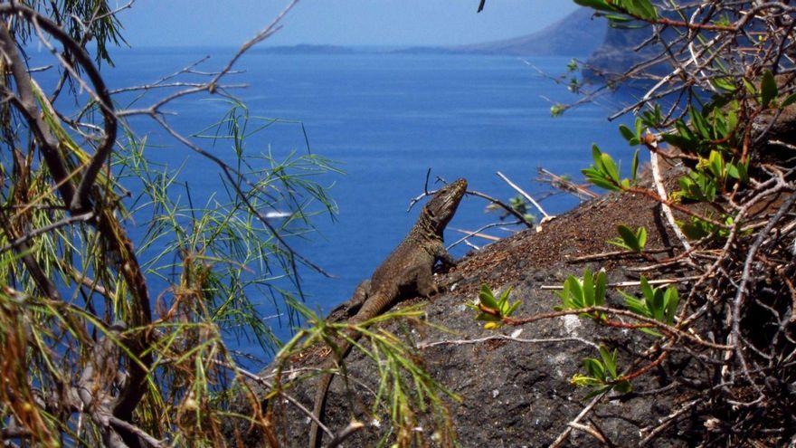 “Lowering it from the cliff” is the key to saving the giant lizard of Tenerife