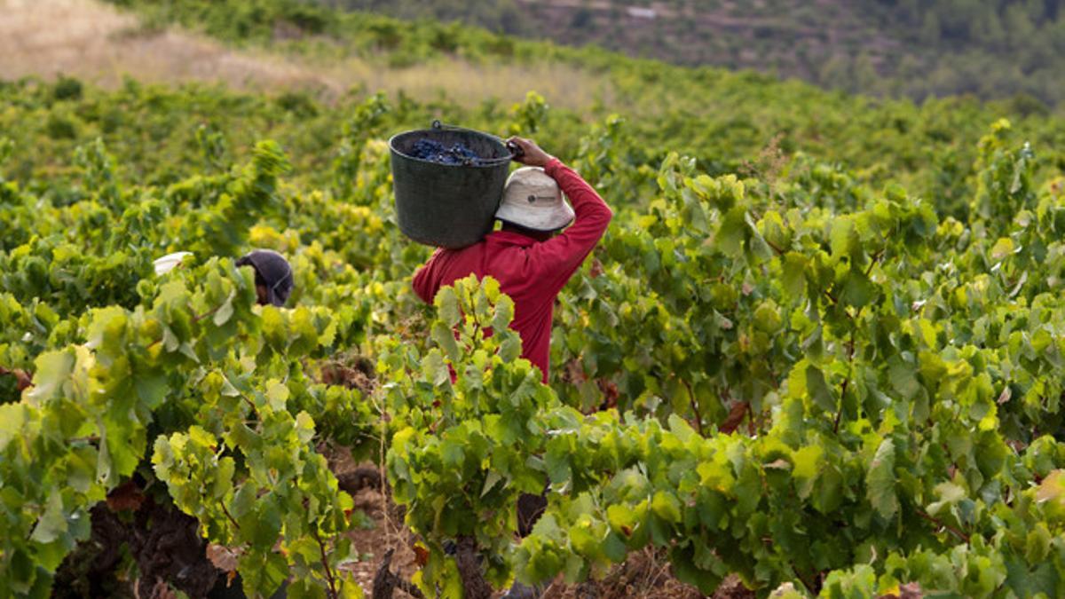 Vendimia en Capçanes (Priorat)