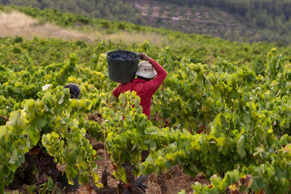 Captura d’un moment de la verema a Capçanes (Priorat), el setembre de l’any passat.