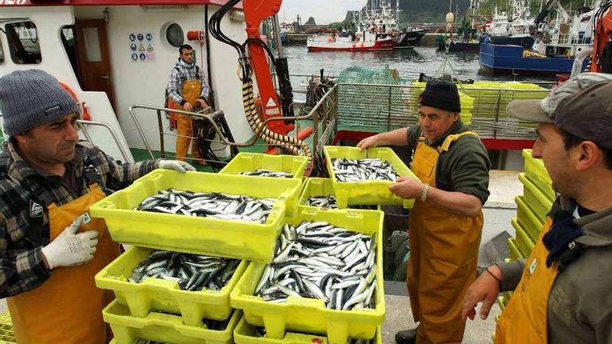 El cerco ve probable que en 2015 la CE multe a España por sobrepesca de anchoa del sur