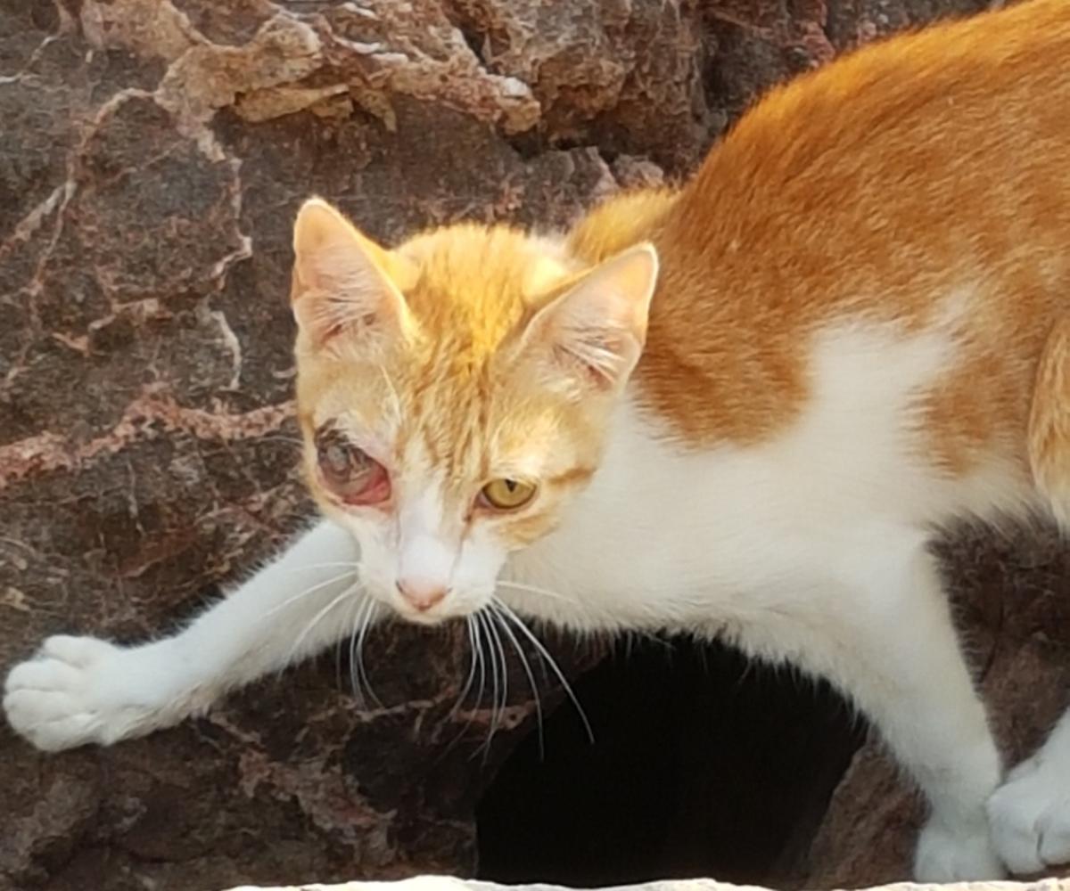 Imagen de un gato rescatado en la zona de la Ermita de Santa Bárbara de Burriana tras recibir un perdigonazo en el ojo.