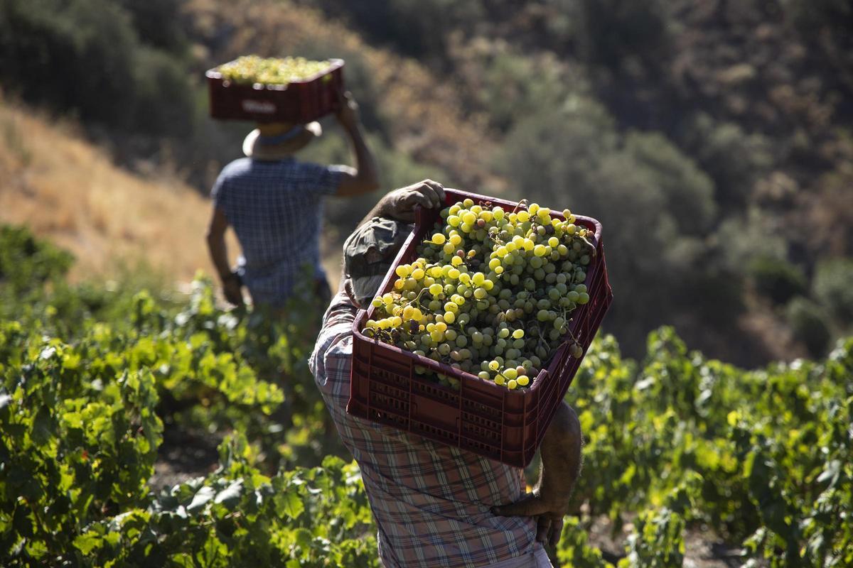 La sobreoferta se da sobre todo en el vino tinto
