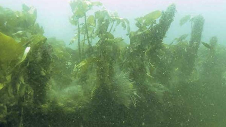 Una imagen que realizaron ayer los arqueólogos del pecio del &quot;Southerm cross&quot; a 15 metros de profundidad en el Faro Borneira.