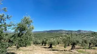 La primera Estrategia para el Sector Olivar de Andalucía sale a exposición pública