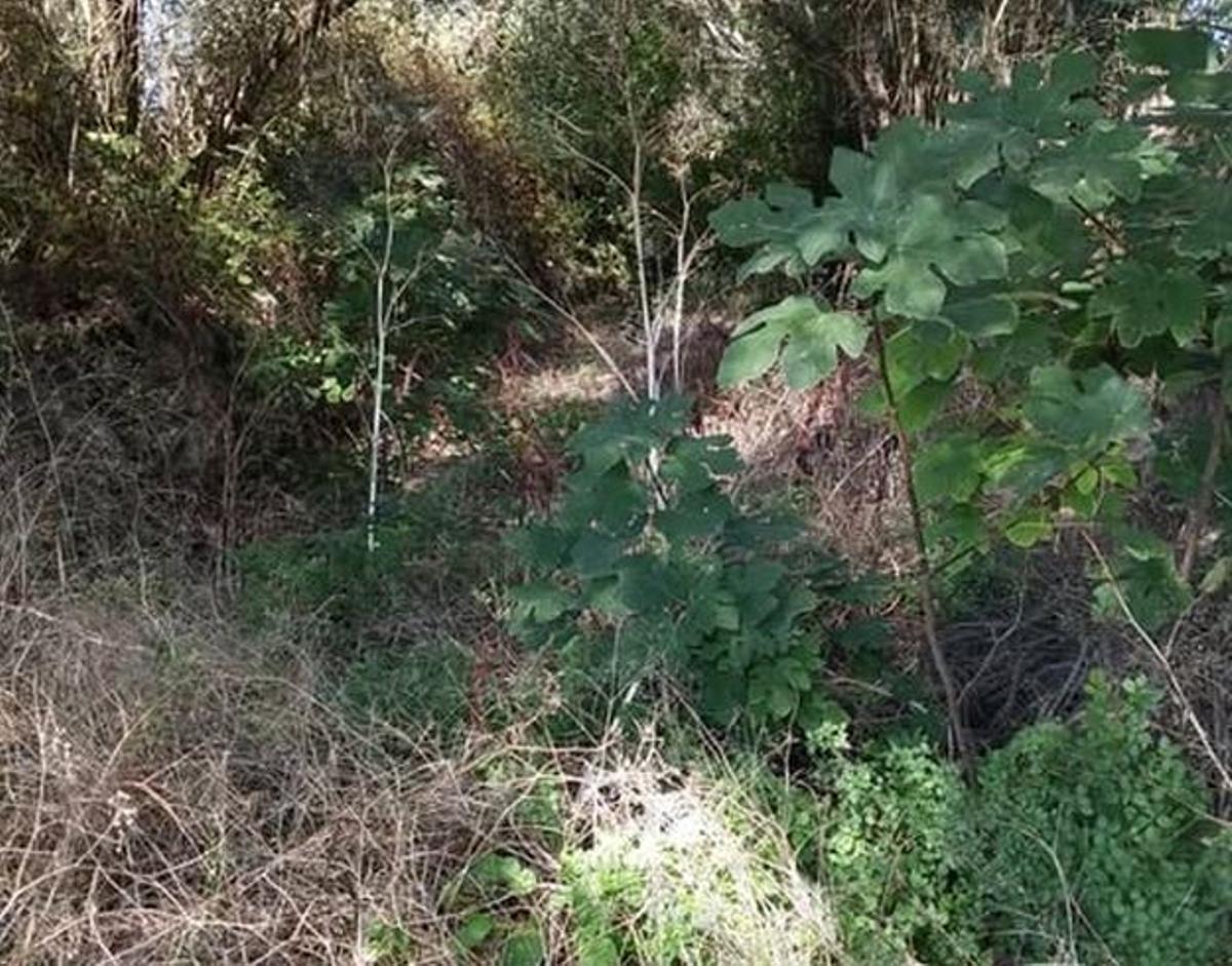 Imagen difundida por el Ayuntamiento del lecho del torrente de Solleric lleno de vegetación.