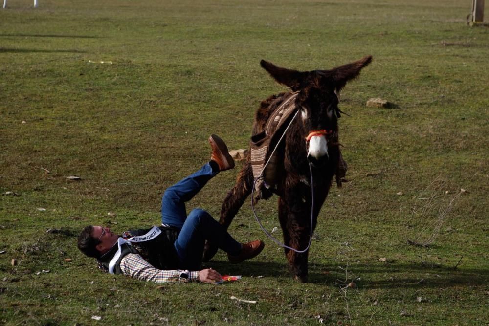 Carrera de cintas en burro en Molacillos.