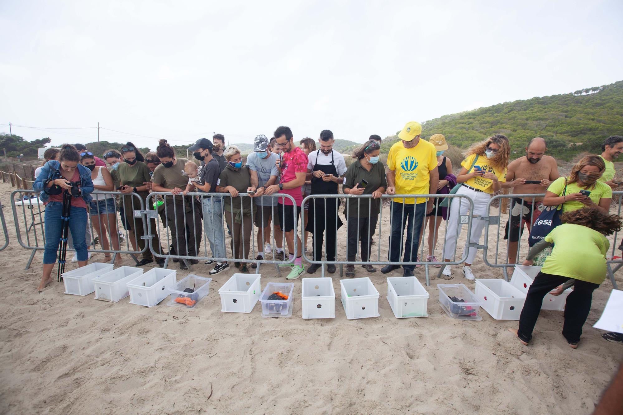 Ponen en libertad a las primeras tortugas nacidas en una playa de Ibiza