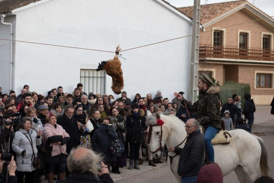 Carrera del Gallo en El Pego