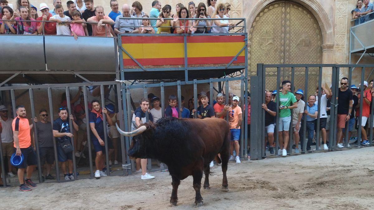 Una de las sesiones de toros de las fiestas de Pedreguer.