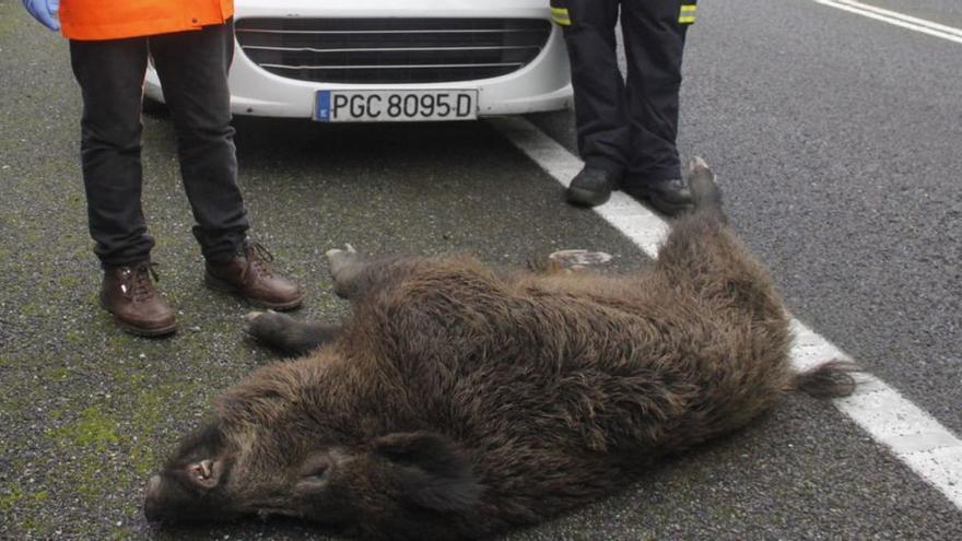 Jabalí arrollado en una carretera gallega |   // S. A.